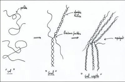 Le resserrement des protéines forme la synérèse. Quelle définition correspond au mot synérèse ?