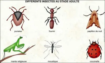 Quel mot est utilisé pour nommer la peur des insectes ?