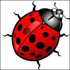 Ce petit insecte vous donne le nom d'une clbre voiture de chez ...