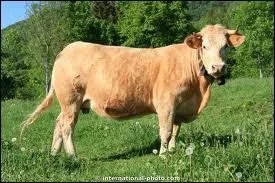 Comment s'appelle le bb vache ?