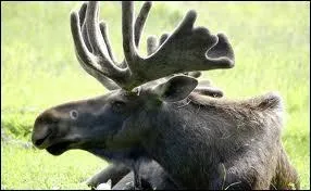 Comment s'appelle le petit du cerf ?