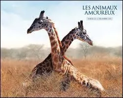 Et pour finir, comment s'appelle le petit de la girafe ?