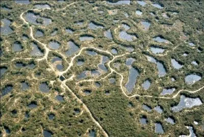 Que dsignait au dbut du sicle dernier, chez moi une mojhette pllate ?