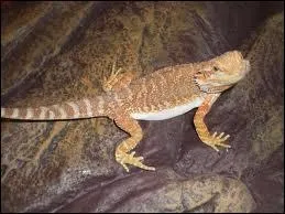 Quel animal est-ce ?