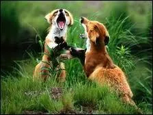 Quels animaux voit-on sur la photo ?