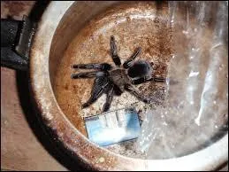 Quel est cet animal ?