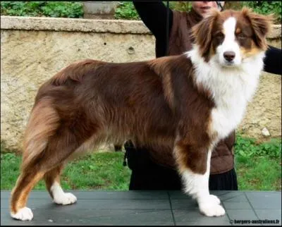 Quelle est la race du chien ?