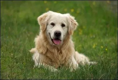 Quelle est la race du chien ?