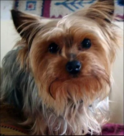 Quelle est la race du chien ?