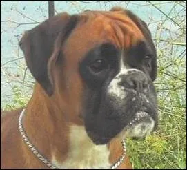 Quelle est la race du chien ?