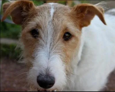 Quelle est la race du chien ?