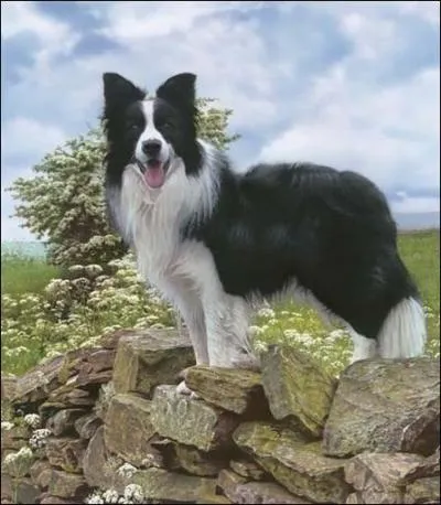 Quelle est la race du chien ?