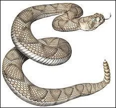 Quel est l'autre nom du serpent à sonnettes ?