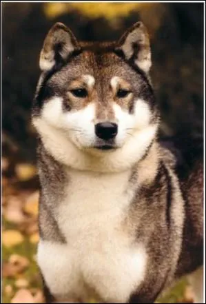 Laquelle de ces couleurs n'est pas possible pour un Shiba ?