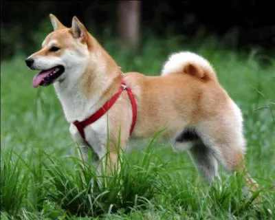 Quelle est la couleur la plus courante chez un Shiba ?