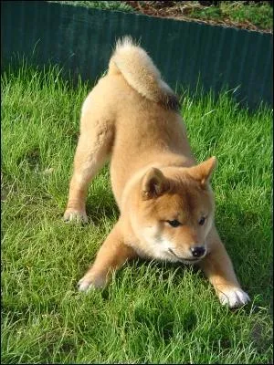 De quelle taille est un Shiba ?