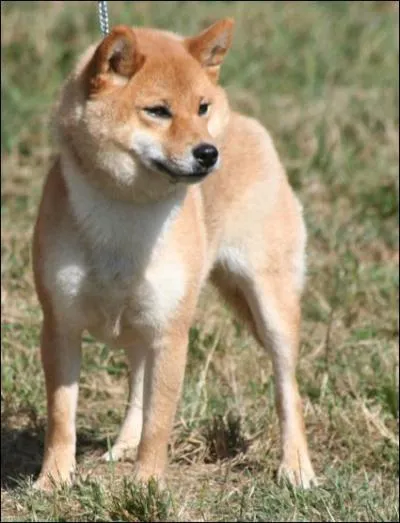 Quelle est la fréquence d'aboiement du Shiba ?