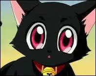 Qui est cet autre chat ?