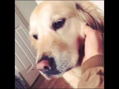 Comment s'appelle la chienne de Bradley ?