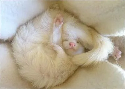 Trouvez le nom de cet animal, et tâchez de ne pas me poser un lapin !