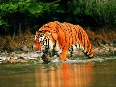 Vous vous aventurez dans un endroit où de nombreuses attaques de tigres sur êtres humains sont signalées chaque année, où êtes-vous exactement ?