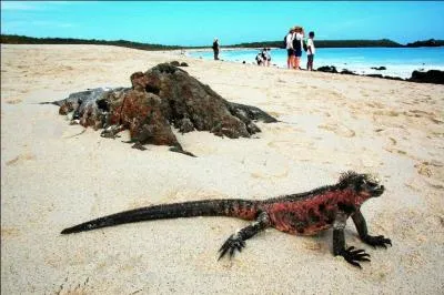 Quel reptile voyez-vous sur cette photo ?