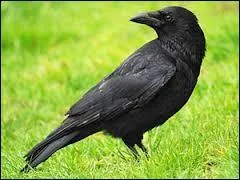 Laquelle de ces onomatopées correspond avec le corbeau ?