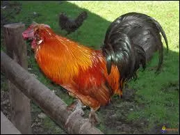 Laquelle de ces onomatopées correspond avec le coq ?