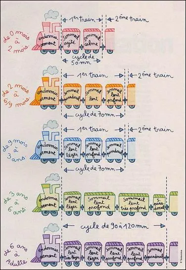 Quelles sont les phases de sommeil de l'enfant âgé de 9 mois à 3 ans ?