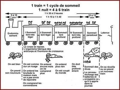 Quelles sont les phases de sommeil de 6 ans à l'âge adulte ?