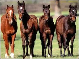 Cette image est l'homonyme d'une ancienne voiture de chez ...