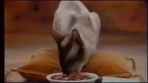 D'après Les Nuls, quelle solution est proposée par Fido ''pour les chats qui en ont jusque là de la pâtée pour chats'' ?