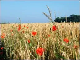 Quel homme d'église peut-on voir gambader dans un champ de blé sur une musique d'Ennio Morricone ?