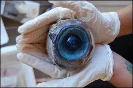 Le diamètre des yeux du calamar géant peut atteindre ...