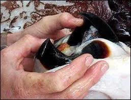 Quelle est la particularité de son bec ?