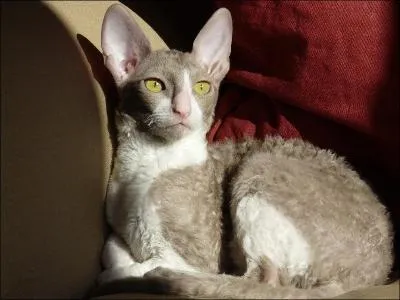 Quelle est cette race féline ? (voir photo)