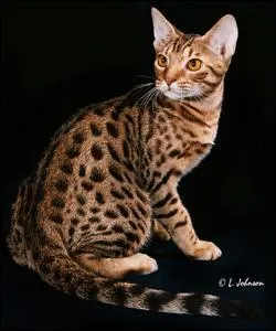 Quel est ce chat ? (voir photo)