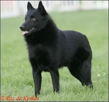 A quelle race de chien ressemble le Schipperke ?
