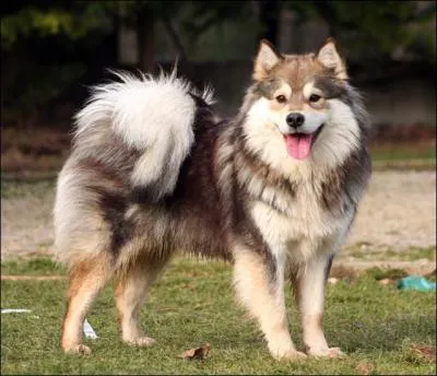 Quelle est cette race de chien ? (voir photo )