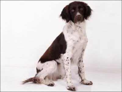 Quel est ce chien ? (voir photo)