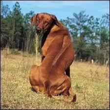 Quel chien possède une crête dorsale ?