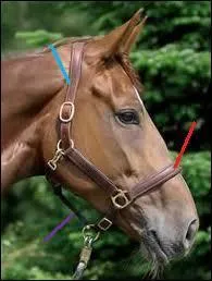 Comment s'appelle la partie du licol que l'on tient en main et qui sert à déplacer le cheval ?