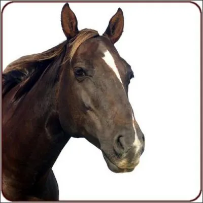 Quand on met un filet à un cheval, il ne faut pas qu'il touche ...