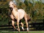 Quiz Galop 1