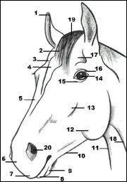 Comment s'appelle la partie n°18 de la photo ?