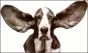 Qu'est ce que la cochlée ?