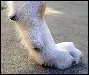 Combien de coussinets possède le chien sur les antérieurs ?