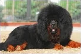 Qu'est-ce que le poil de bourre ?