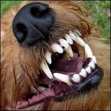 Combien de dents possède un chien adulte ?