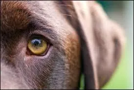 Comment appelle-t-on la troisième paupière qui apparaît au coin de l'il ?